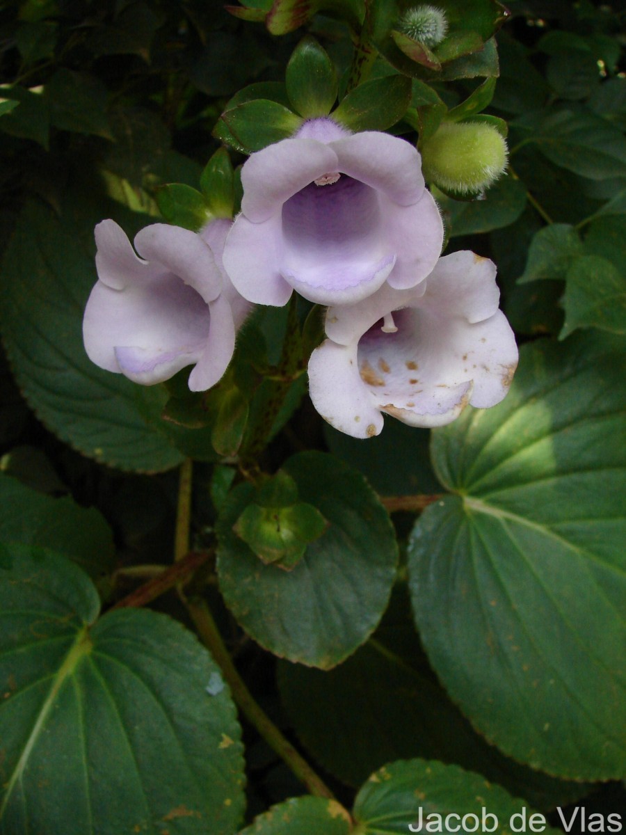 Gloxinia perennis (L.) Druce